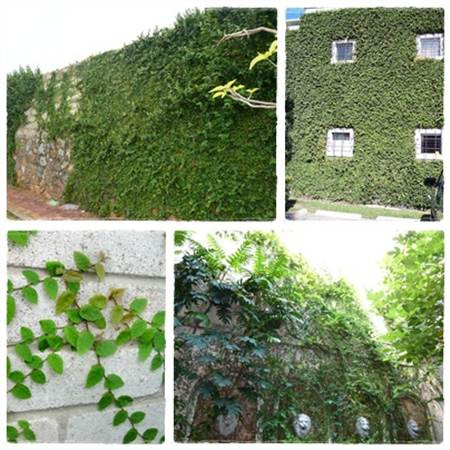 Cây giống Cây Thằn Lằn Leo Tường - CayGiongTot