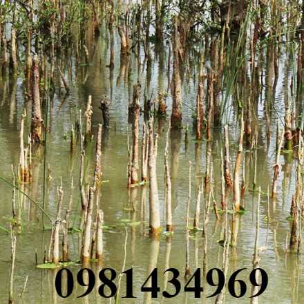 Rễ bần chua tươi - re ban lzd
