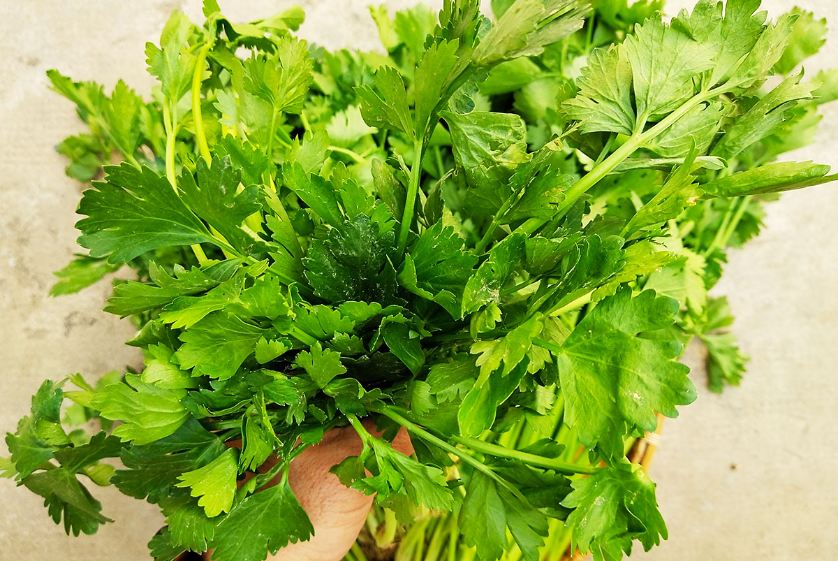 Hạt Giống Rau Cần Lá Xanh (Cần cọng nhỏ, cần ta) - Gói 10 Gram