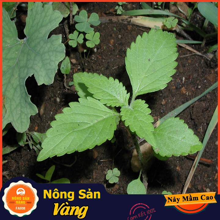 Hạt giống Rau Kinh Giới (Gói 1 Gram) - Nông Sản Vàng