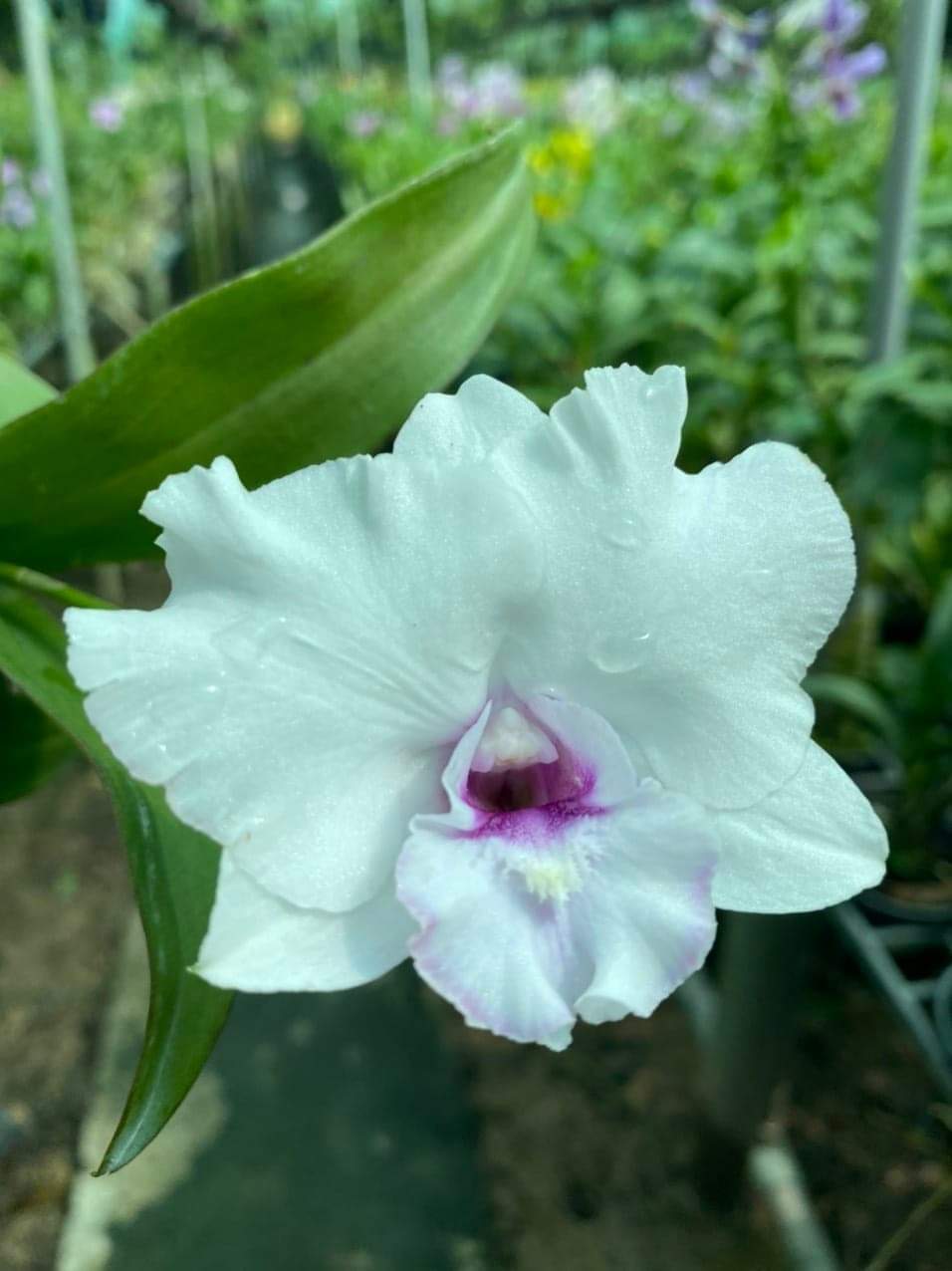 HOA LAN DEN LAI CAT BẠCH TUYẾT