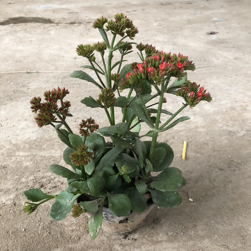 Cây hoa sống đời, chiều cao 20-25cm