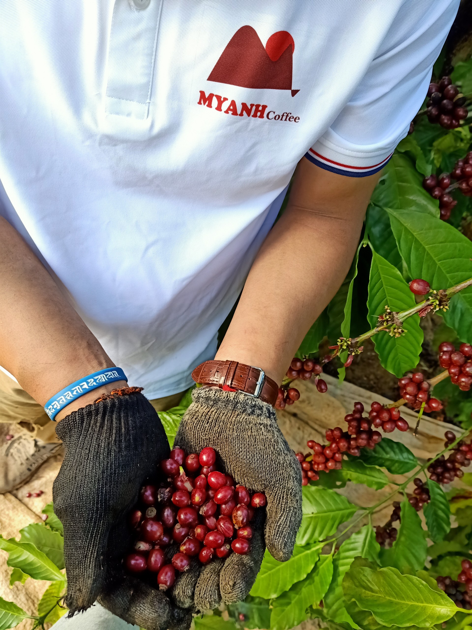 1kg Cà phê nhân sống - (tỉ lệ hái chín> 98%) cà phê Robusta - S16 - MYANH coffee