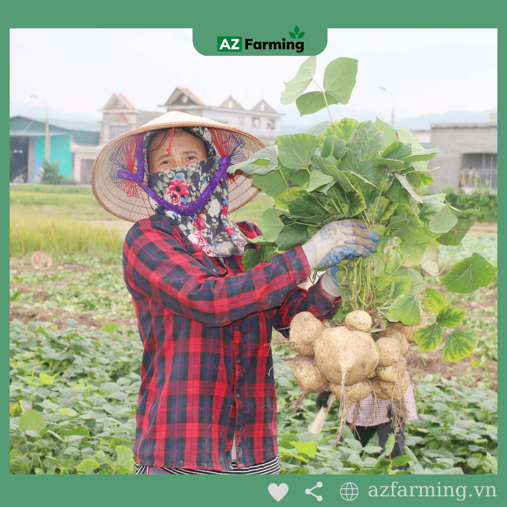 Hạt Giống Củ Sắn (Củ Đậu) - Gói 50 Hạt - AZ Farming