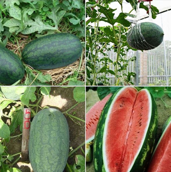 "Gói 10 Hạt " Hạt giống dưa hấu ruột đỏ quả dài