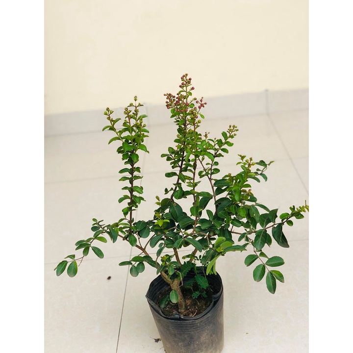 Cây hoa tường vi cao 60-70 cm đang hoa (ảnh thật số 2)