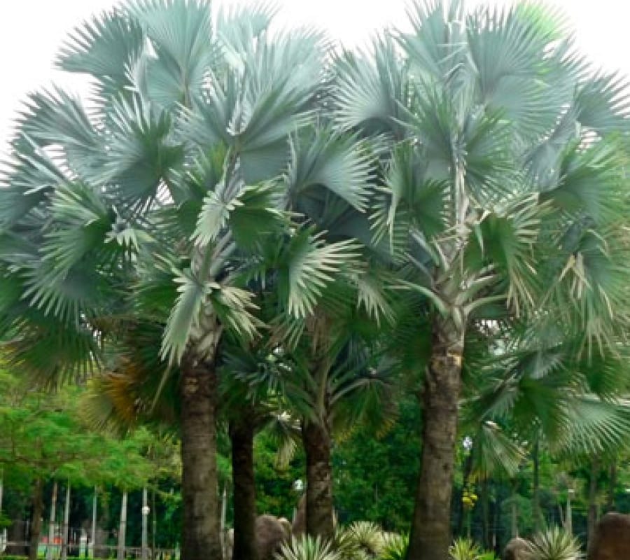 Hạt giống cây cọ mỹ ( Pritchardia filifera ) - gói 5 hạt