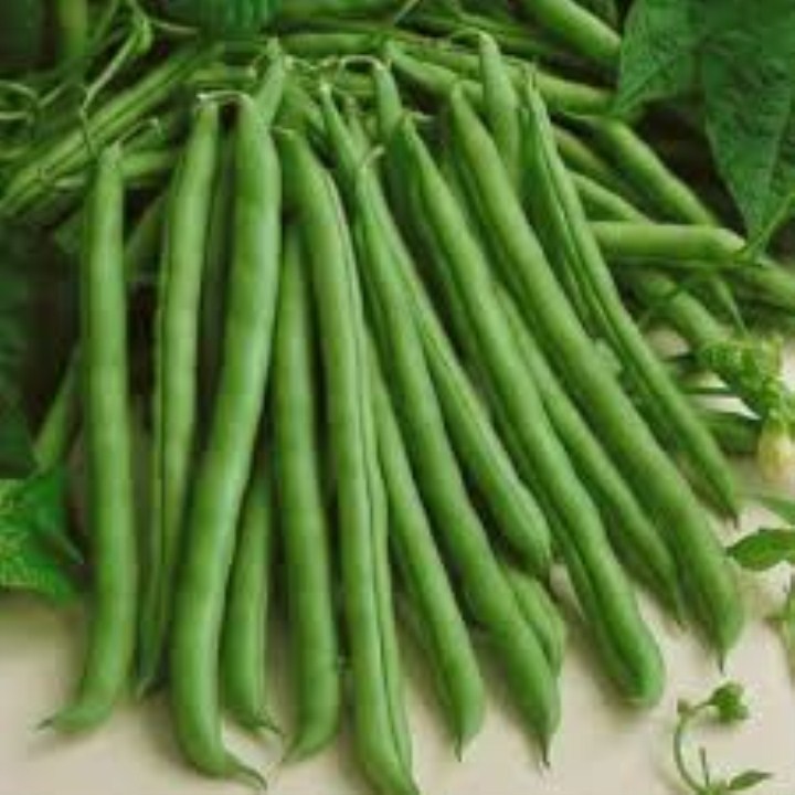 15 gram hạt giống đậu cove lùn