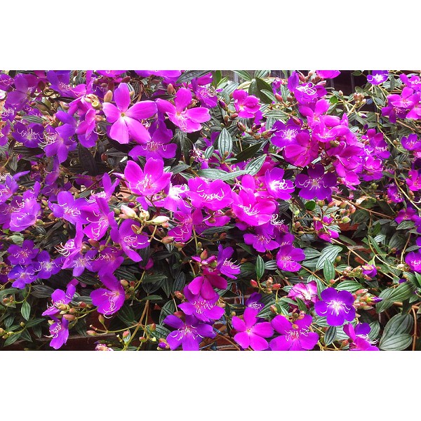 cây giống hoa sim tím cảnh (hoa Mua Thái) cao 30-40cm