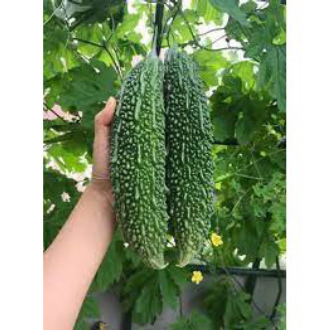 [gói 5 hạt] Khổ Qua trái xanh