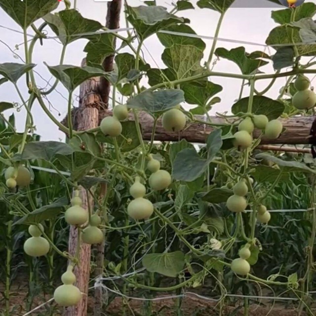 Hạt Giống Bầu Hồ Lô Mini