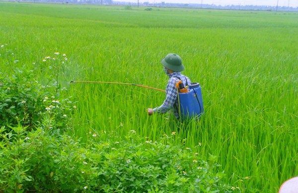 Thuốc trừ bệnh bạc lá lúa Probicol 200wp
