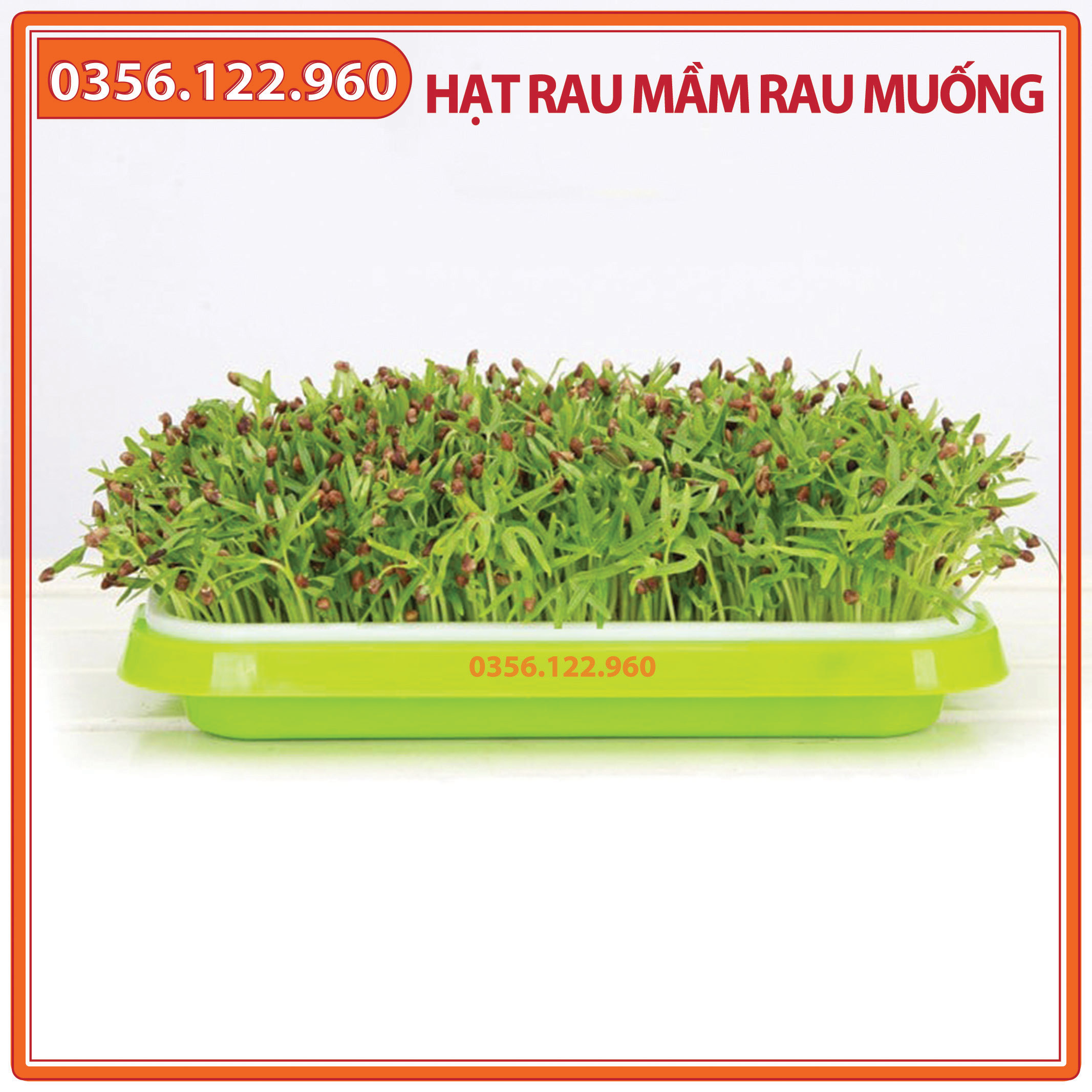 Hạt rau mầm rau muống - gói 100g