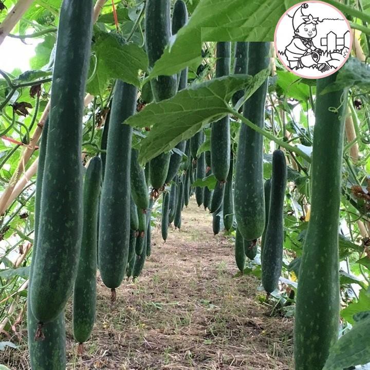 HẠT BÍ ĐAO CHANH, BÍ SẶT - GÓI 1 GRAM