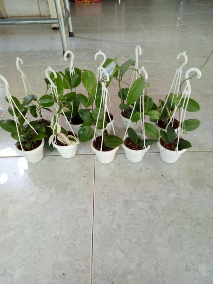 Combo 5 cây cẩm cù giống có chậu