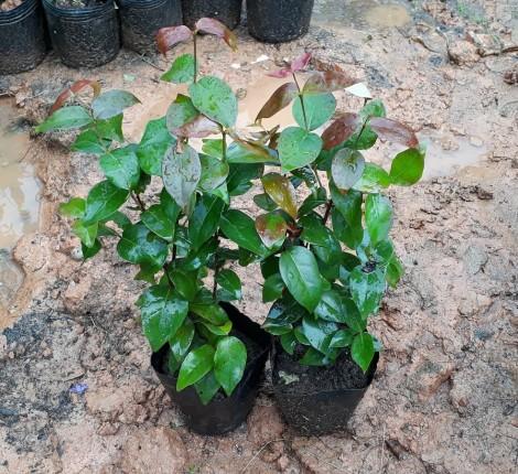 Cherry Surinam (Cherry Khía) - Cây Ăn Quả Giống