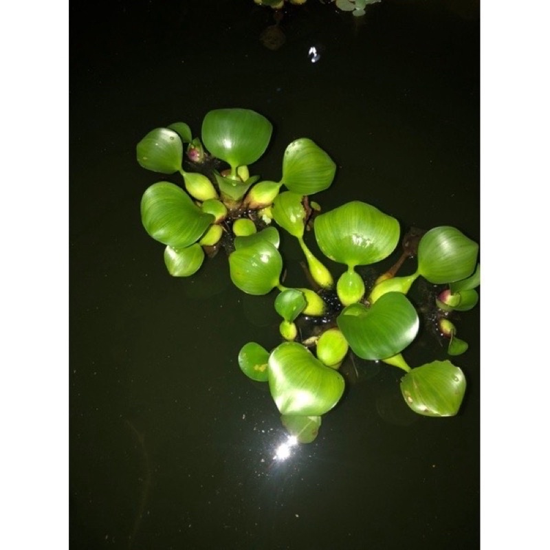 cây lục bình