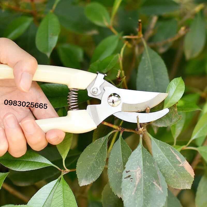 Kéo cắt cành cán trắng mỏ cong
