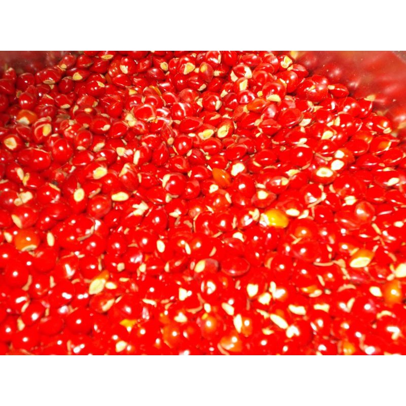 hạt giống cẩm lai(1kg)