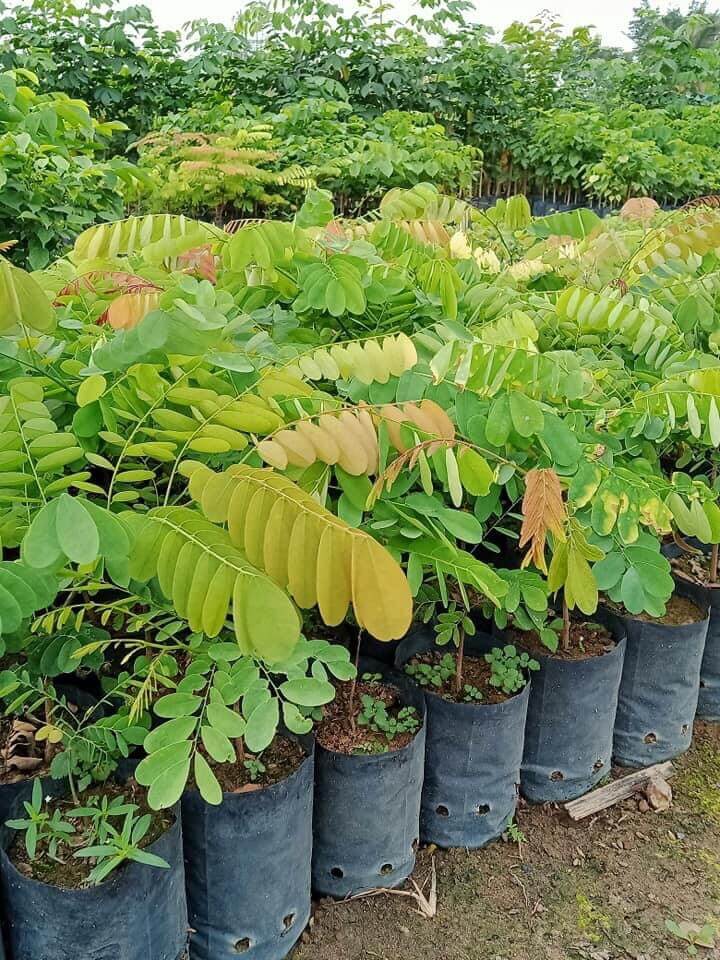 Cây Cẩm Lai