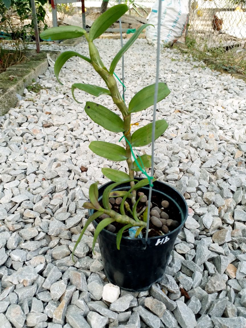 1 CHẬU CÂY GIỐNG HOA LAN PHI ĐIỆP TÍM HÒA BÌNH