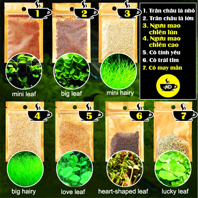 Hạt giống cây thủy sinh - trân châu ngưu mao chiên cỏ tình yêu cỏ may mắn cỏ trái tim