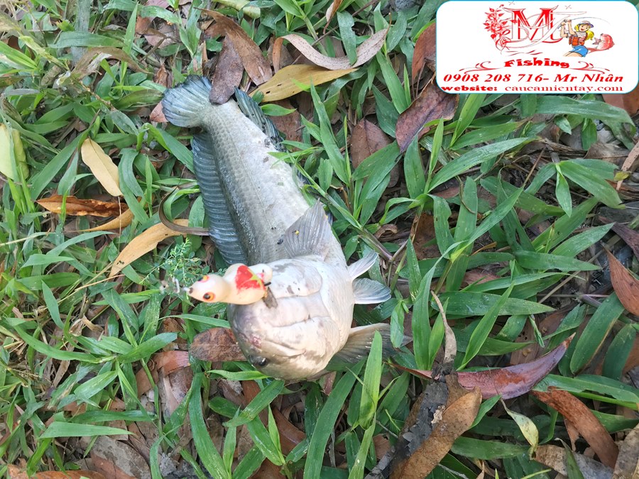 Nháy Hơi Câu Cá Lóc