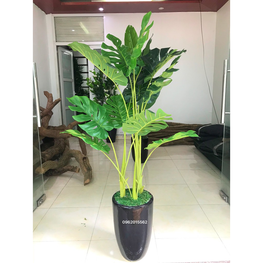 Cây Lá Xẻ , Cây Lá Rùa 130Cm 3 Nhánh