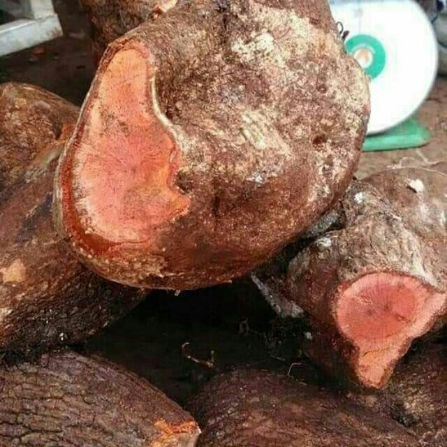 1kg tầm gửi nghiến tươi rừng tự nhiên