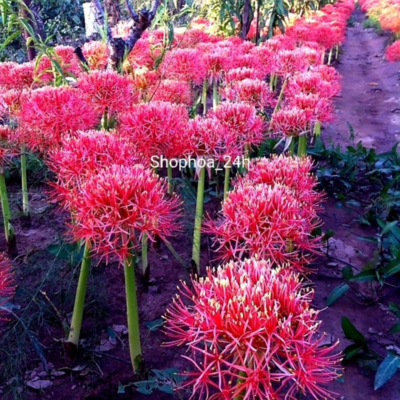 hoa hồng tú cầu củ giống