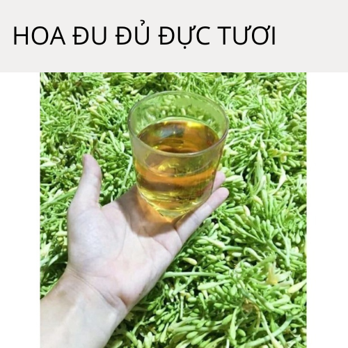 Hoa Đu Đủ Đực Tươi ( Hoa Thu Đủ Đực Tươi) - RẤT TỐT CHO SỨC KHỎE