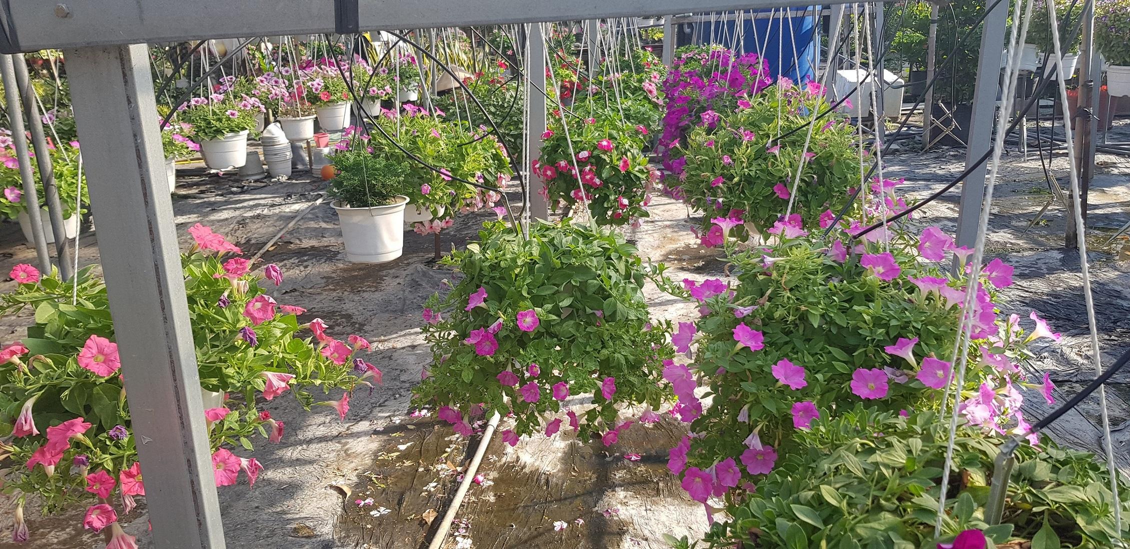 Dạ Yến Thảo  - Chậu Hoa( Giao Tphcm), Lưu Ý: Loại Này Khá Yếu, Khách Ở Xa Nên Cân Nhắc Trước Khi Mua - Chậu Cây Cảnh