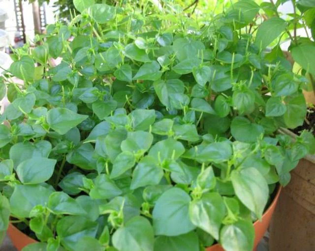 hạt giống rau càng cua- gói 0,5gr
