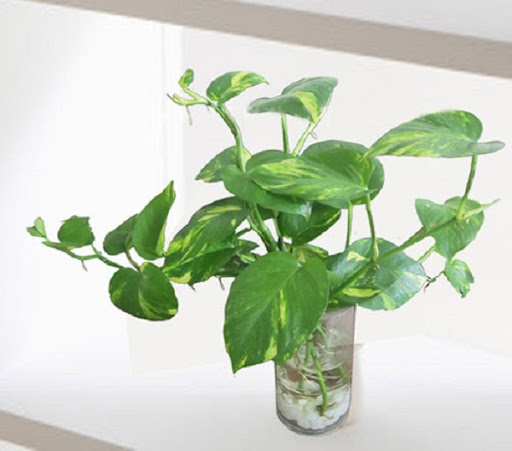 Cây trầu bà xanh - cây cảnh mini