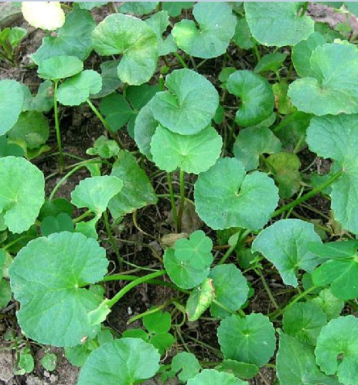 Túi 1 Gram Hạt giống rau má lá nhỏ