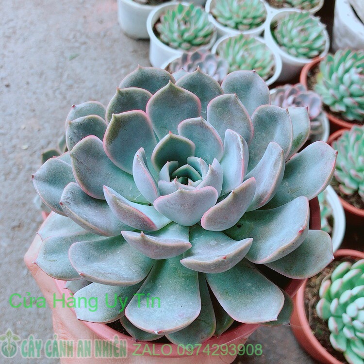 Sen Đá Tím Cánh Cứng Size Đại