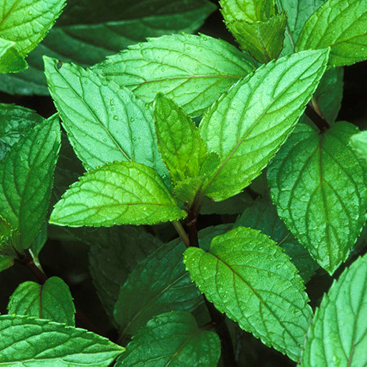 Peppermint Seeds - Peppermint Vtp102 |   Van Tin Store