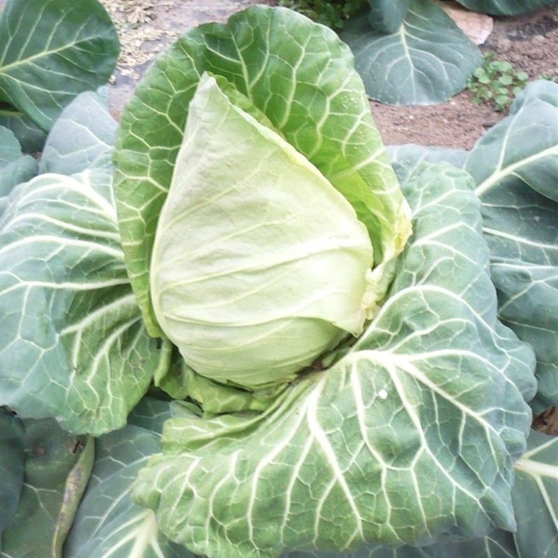 Gói 0.2g hạt giống bắp cải trái tim - Cabbage Green Heart