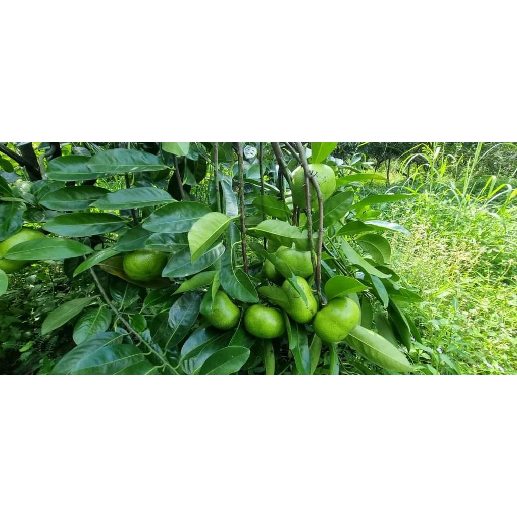 Cây giống hồng đen socola ( chuẩn giống F1 - cây ghép)