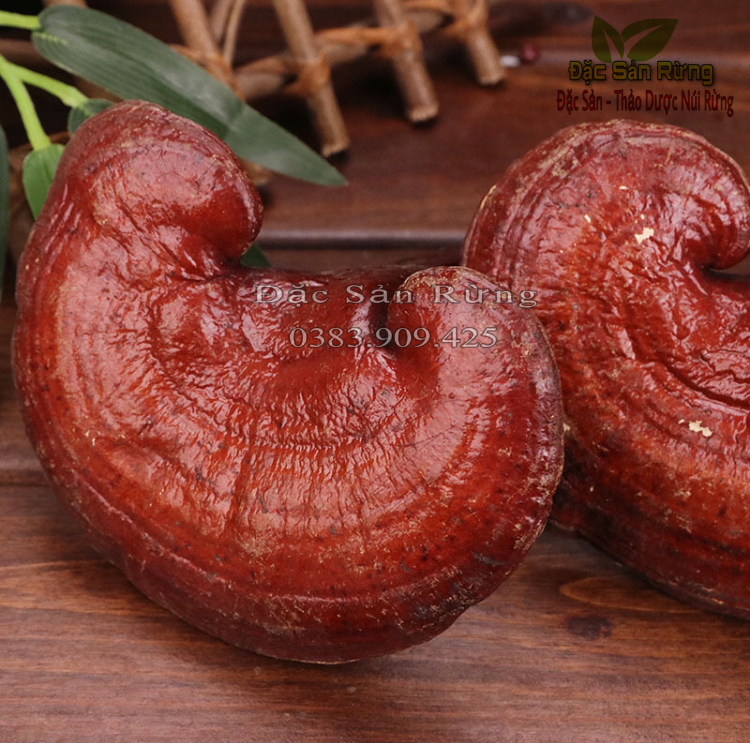 Nấm Linh Chi Đỏ - Đặc Sản Rừng ( gói 500gr )