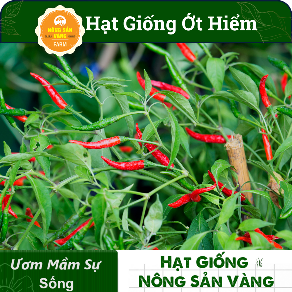 Hạt giống Ớt Hiểm, Dễ Trồng, Sinh Trưởng Và Phát Triển Khỏe, Năng Suất Cao (Gói 30 Hạt) - Nông Sản Vàng