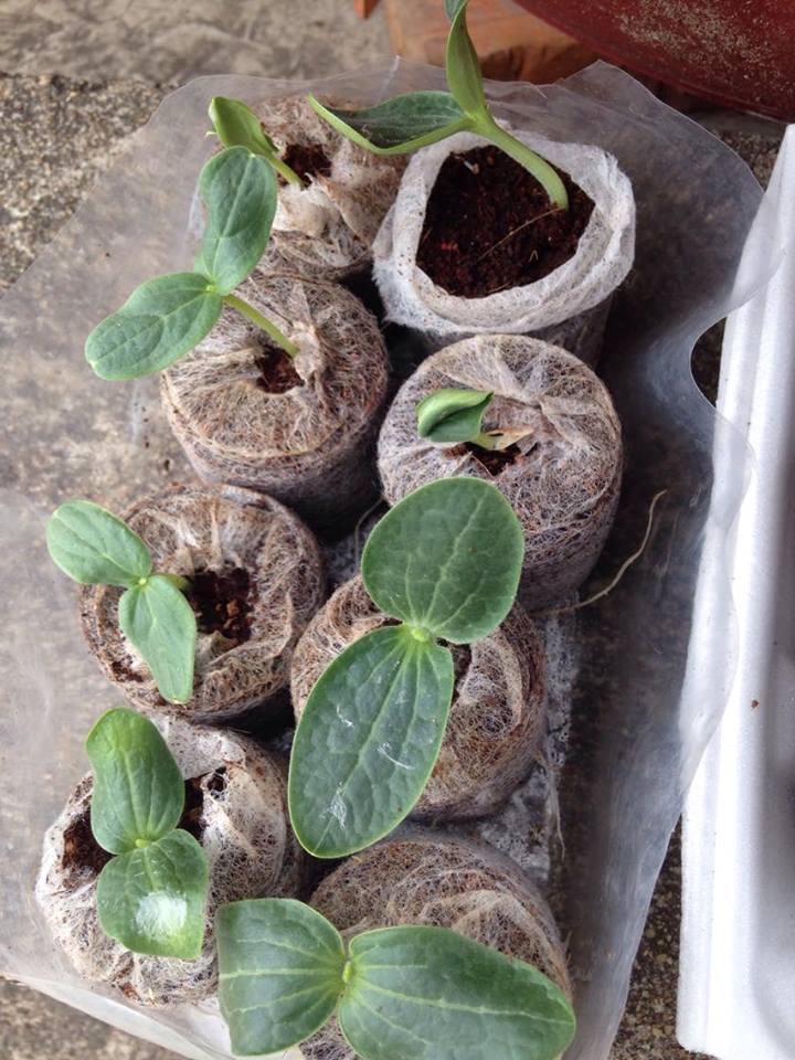 Hạt giống bí ngòi xanh 2gr/gói