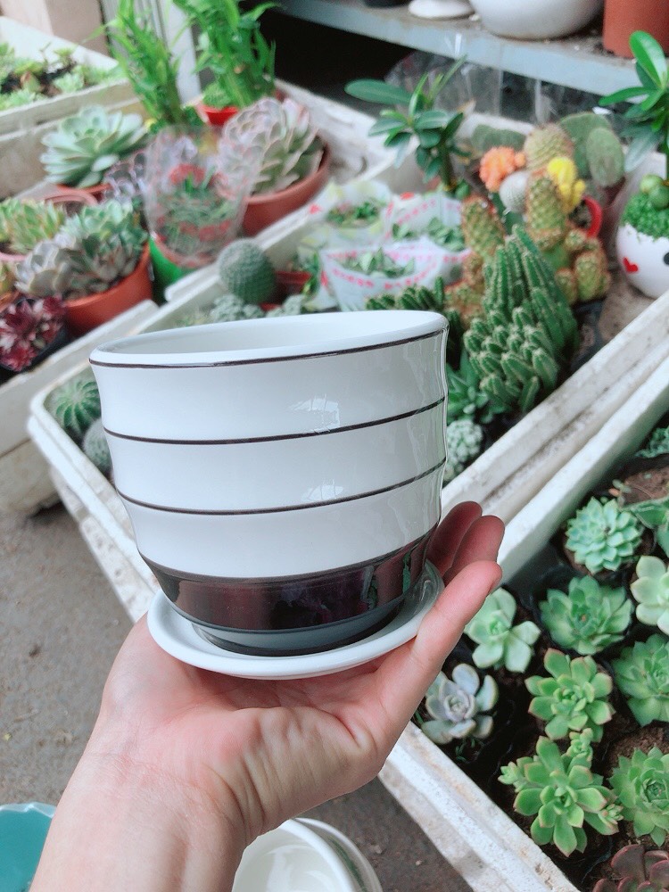 Chậu sứ tráng men cao cấp  kèm dĩa lót 4