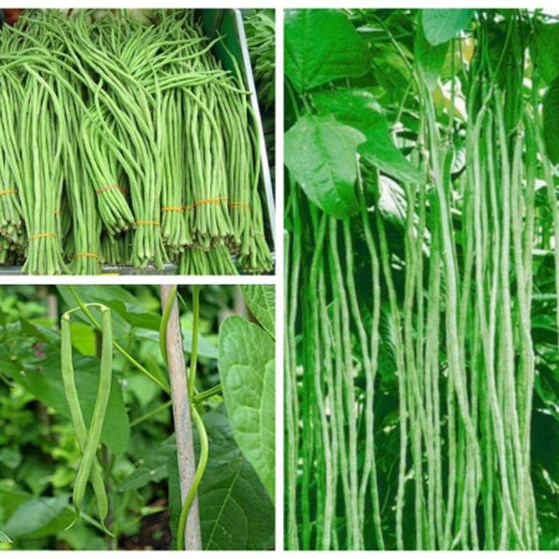 Hạt Giống Đậu Đũa Hạt Đen Trái Dài