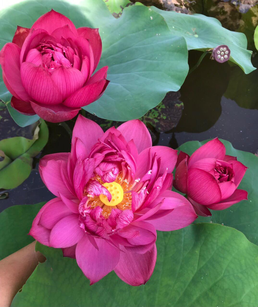 Củ Sen Thái Giống- Ra Hoa Sau 1 Tháng trồng