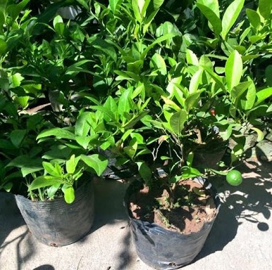 CÂY CHANH TỨ QUÝ CHIẾT CÀNH, đang hoa ăn quả quanh năm hàng đẹp cây chất