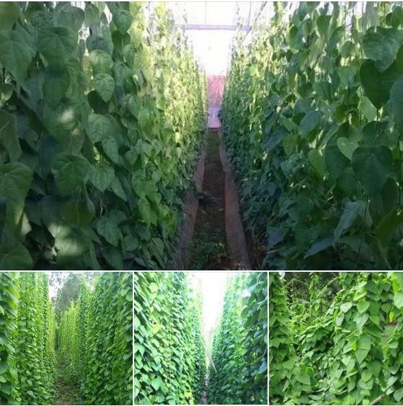 Hạt giống sương sâm lông - gói 30 hạt