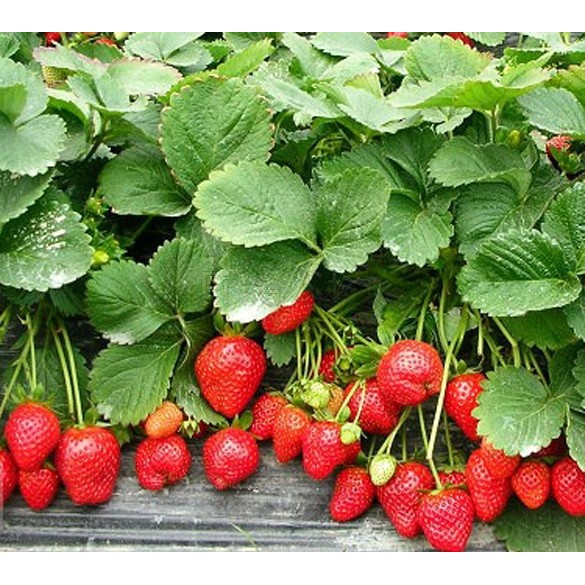 Hạt Giống Dâu Tây Chịu Nhiệt