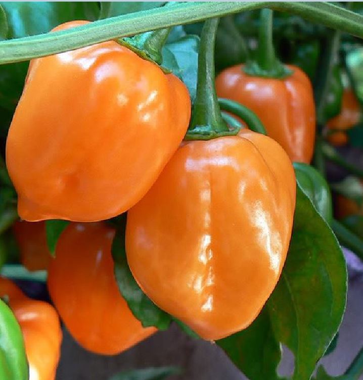 Hạt Giống Ớt Chuông Ngọt --Gói 30 hạt