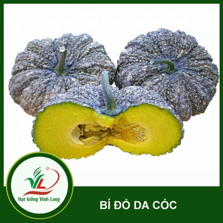 Hạt giống Bí đỏ da cóc RD 565 - 5 hạt